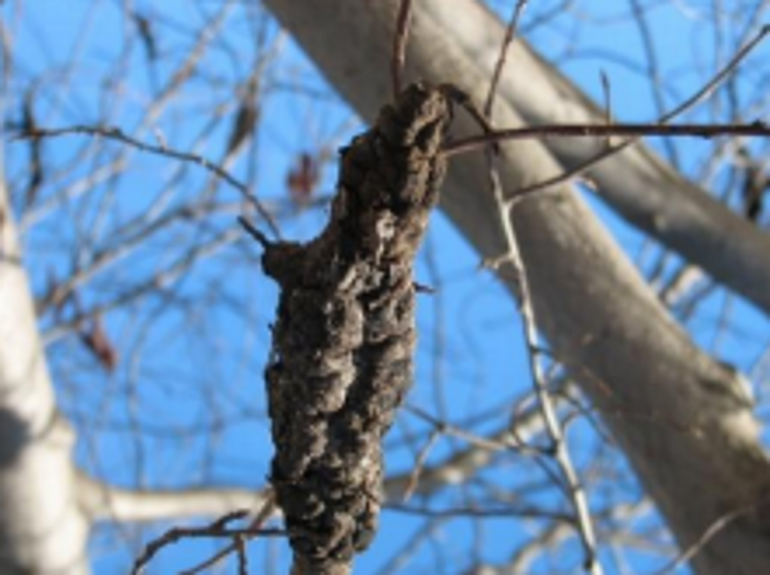 Tips on how to get rid of Black Knot Local news